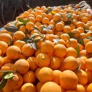 خریدار پرتقال برگی