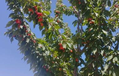 فروش فوری مناسب برای ساخت ویلا