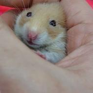 همستر28 روزه