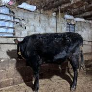 یک راس تُشک نر خوشگل استاندارد