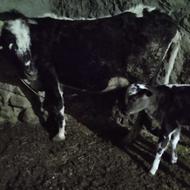 گاو‌‌وگوساله‌