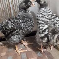 جوجه آمروک اصل آمریکا