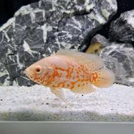 فروش ماهی اسکار