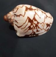 لوازم حیوانات