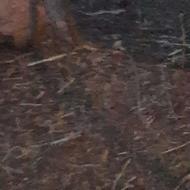 کودگوسفندی