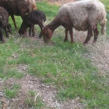 گوسفند نره ورمار 2شکم