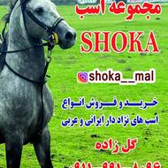 فروش انواع اسب باری و سواری