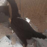 تخم لاری اوشامو