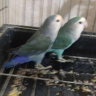 طوطی برزیلی جفت مولد بشرط