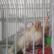 جوجه عروس هلندی لیتونر