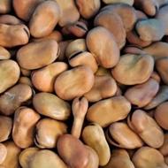 باقالی بهترین جنس بسیار درشت