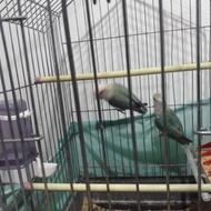 طوطی برزیلی