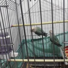 طوطی برزیلی