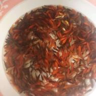 ماهی قرمز عید