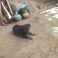 واگذاری پاکوتاه ژرمن نر 3نیم