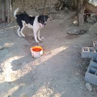 به علت سگ زیاد واگذار میشه