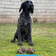 واگذاری توله موسیمی موکوتاه اصیل از نسل مکس قهرمان جهان