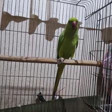 فروش طوطی ملنگو