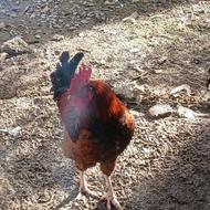 فروش خروس محلی یکساله