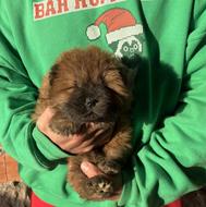 واگذاری توله چاوچاو