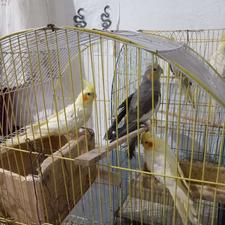 معاوضه طوطی عروس