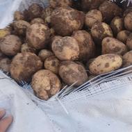 سیب زمینی درجه 1