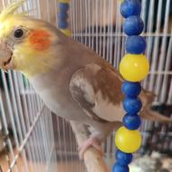 یک جفت عروس هلندی لوتینو وگل باقلی