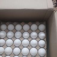 تخم مرغ شانه ای