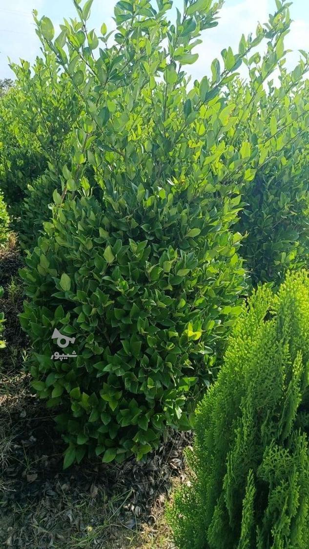 فروش گل و گیاه گلخانه آندیا