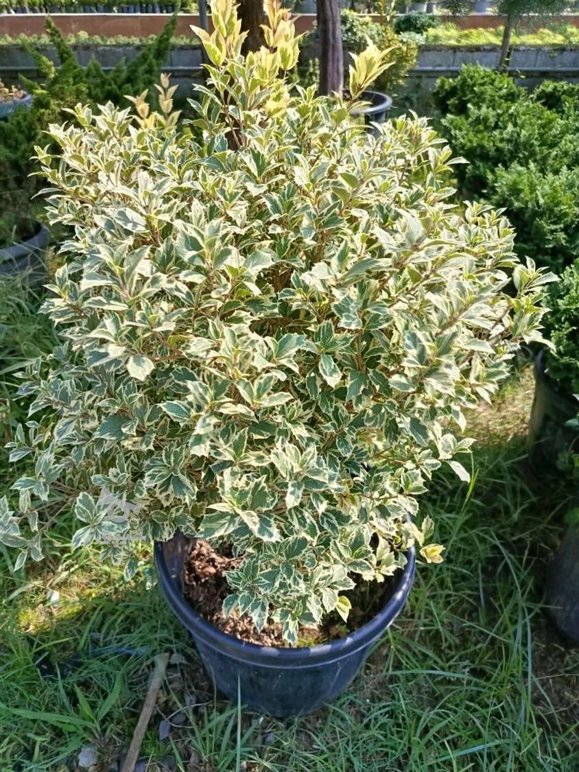 فروش گل و گیاه گلخانه آندیا