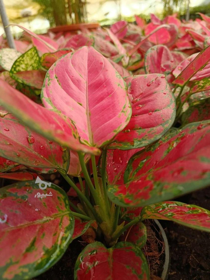 فروش گل و گیاه گلخانه آندیا