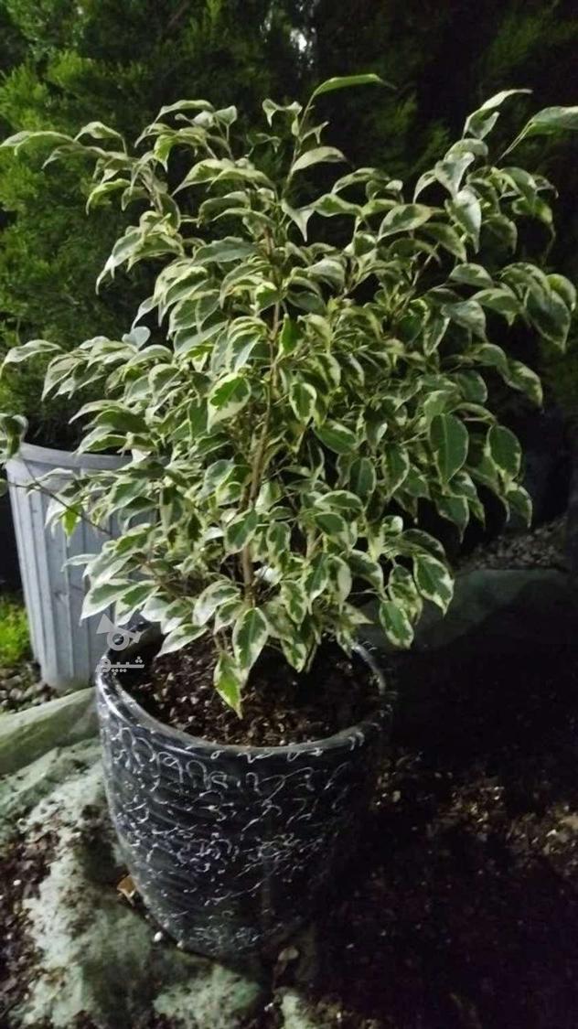 فروش گل و گیاه گلخانه آندیا