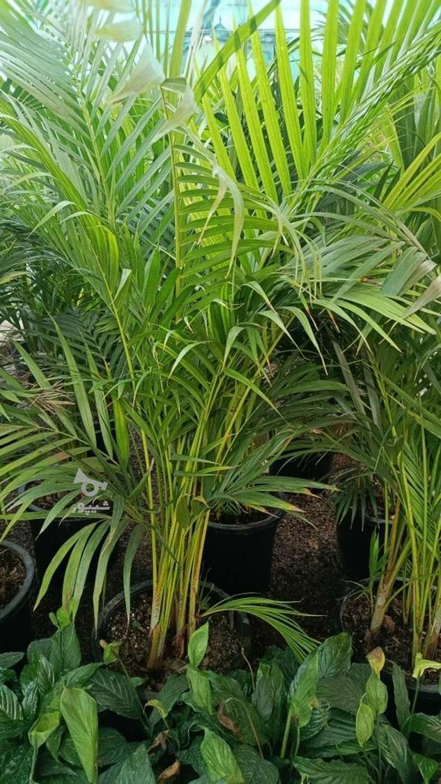 فروش گل و گیاه گلخانه آندیا