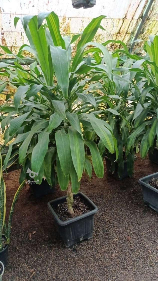 فروش گل و گیاه گلخانه آندیا