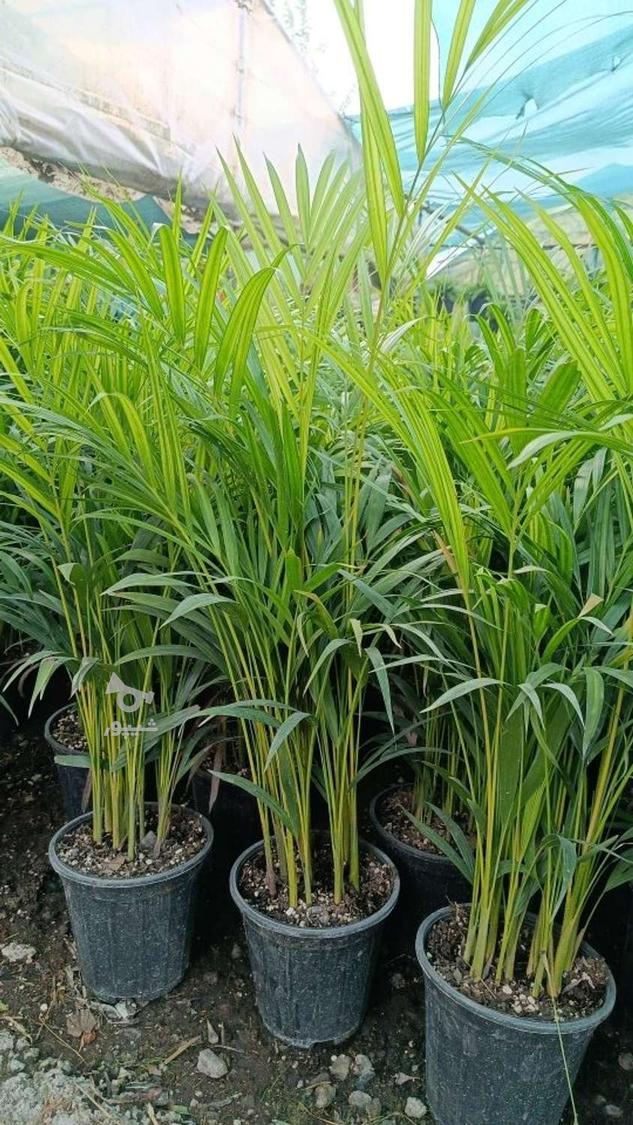 فروش گل و گیاه گلخانه آندیا