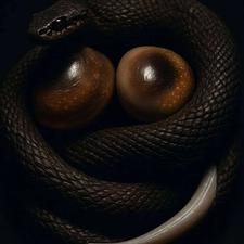 مهره مار اصل پیتون آفریقایی قدرت بالا