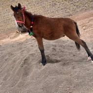 کره اسب نریان