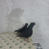 کبوتر جفت جوانه سالم و سرحال
