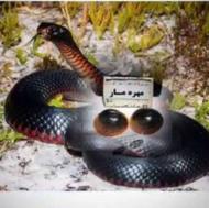 مهره مار اصل شاه کبری سیاه مشکی