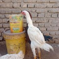 جوجه خروس لاری