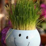 سبزه عید شیک