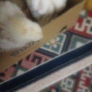 جوجه گوشتی خوبی بفروش میرسد