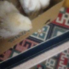 جوجه گوشتی خوبی بفروش میرسد