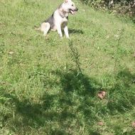 سگ گراز بلد شکار جنگل