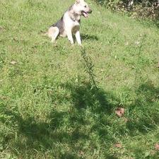 سگ گراز بلد شکار جنگل