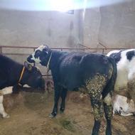 گوساله نر دورگ