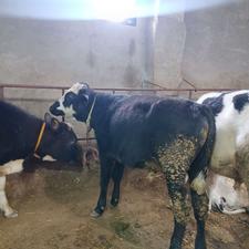 گوساله نر دورگ