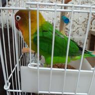 پرنده طوطی برزیلی کوتوله نر