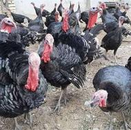 بوقلمون اصیل ارگانیک و تخم نطفه دار بوقلمون