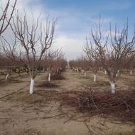 باغبانی وسمپاشی